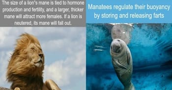 Amazing Facts For The Animal Lovers Out There