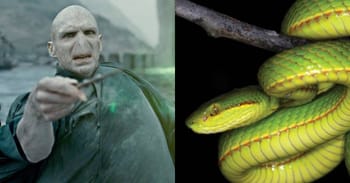 A New Snake Discovered By Scientists Has Been Named Salazar Slytherin From Harry Potter