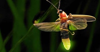 Fascinating Facts About Fireflies That You Probably Didn't Know