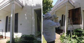 Bee Relocator's Pictures Go Viral As He Posts What He Found After Removing The Outside Wall From A Client’s Home