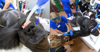 Gorilla Undergoes Coronavirus Testing After Having Vicious Fight With His Younger Brother