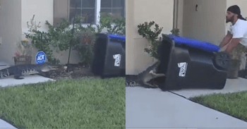 Florida Man Traps Gator In Trash Can In Epic Showdown