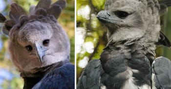 Harpy Eagles Are So Big They Look Like People In Costumes