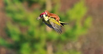 Magical Moment When Baby Weasel Goes On A Ride On Woodpecker’s Back