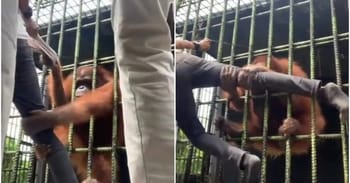 'Idiot' Jumps Barrier At Zoo To Taunt Orangutan, Instantly Regrets