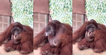 Sickening Footage Shows Critically Endangered Orangutan Smoking Cigarette In A Zoo