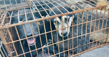 386 Dogs Rescued From Truck Heading To China Dog Meat Festival