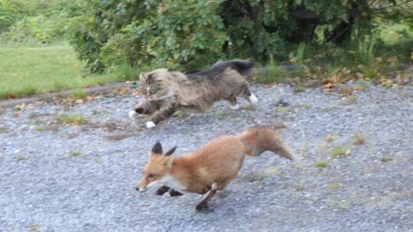 A Fox chased by a Cat