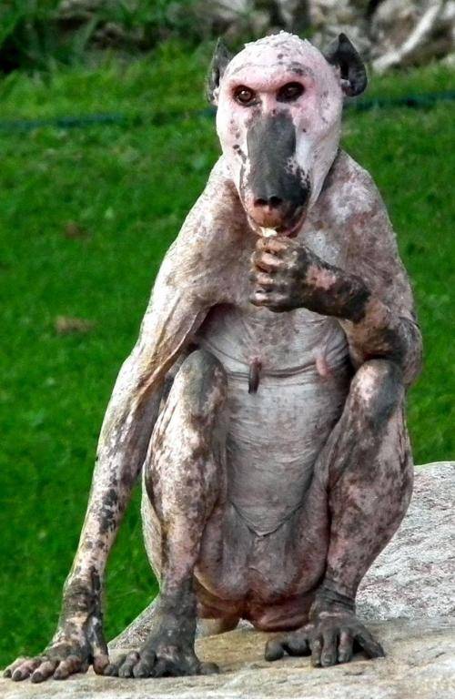 Possibly the most frightening thing I've ever seen. The bald Baboon.