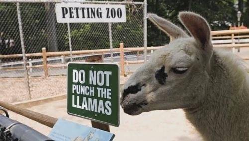 Apparently the zoo doesn't appreciate the way some visitors take out their rage.