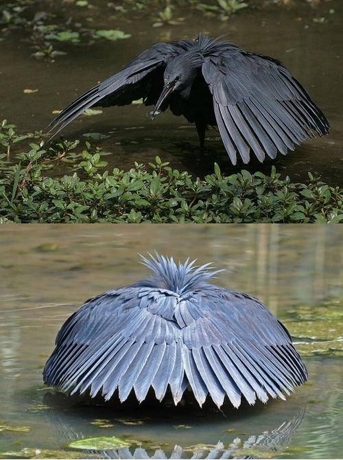 Black Heron shades water with wings to see prey better.