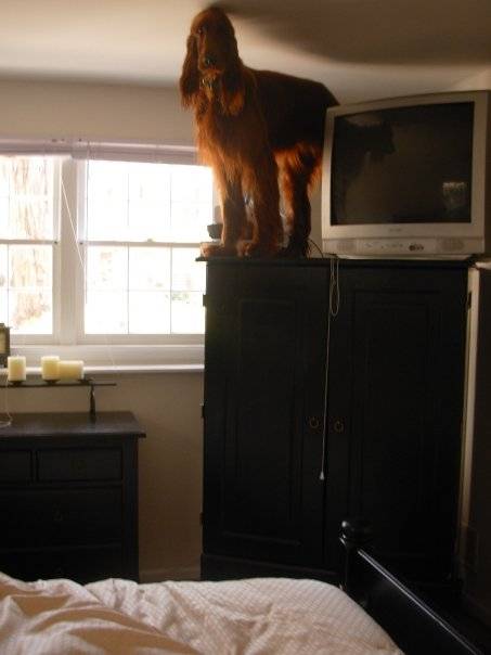Woke up in the morning to find my 80 pound Irish setter on top of my 5 foot armoire. I have no idea how long he was up there...