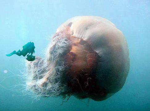 The world's biggest jellyfish- with creepy looking tentacles and could possibly consume a man