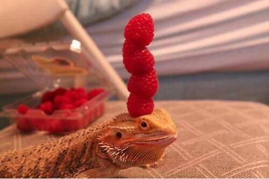 Apologies if you’ve already seen a lizard balancing berries on its head today.