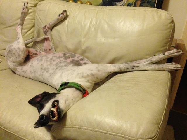 My adopted ex racing greyhound, Kermit, in her natural state.