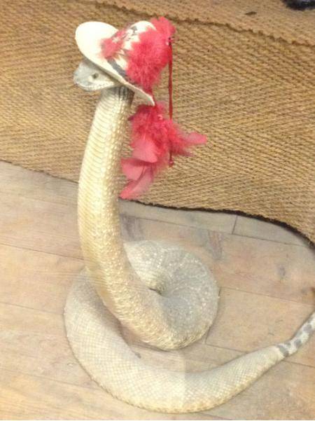 if you were expecting to be disappointed when googling “snakes in hats” then you couldn’t be more wrong