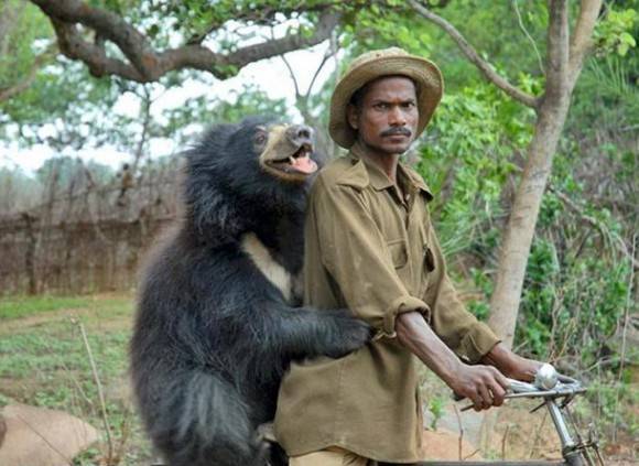 Sloth Bear and a Forest Ranger on a bicycle in India