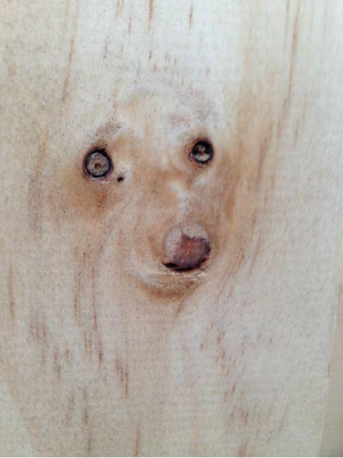 The knots in the wood look like a dog