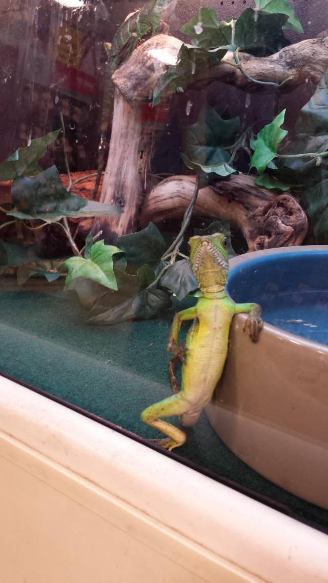 The most interesting reptile in the world