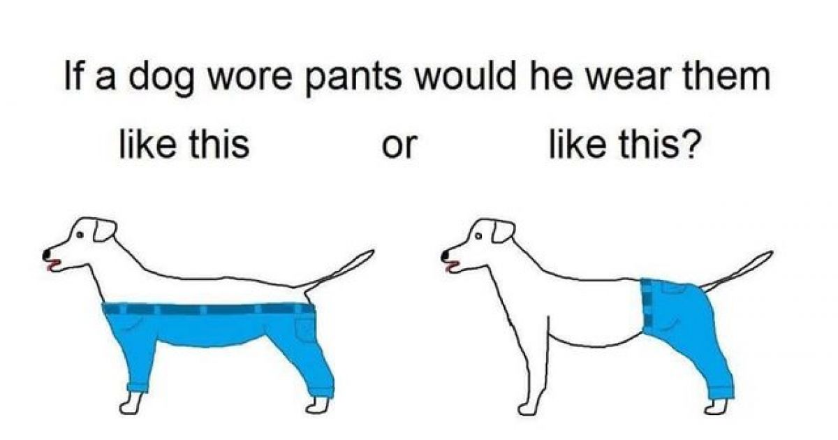 The Can't Decide How Dogs Should Wear Pants ThatViralFeed