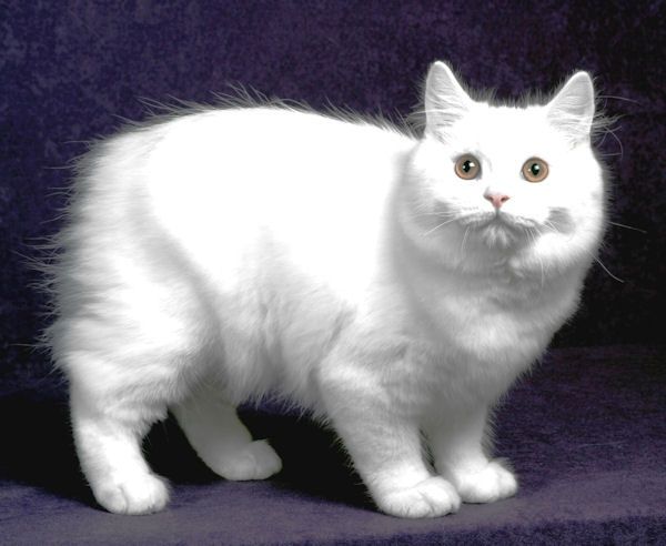 Cymric Cats The Long Haired Manx Page 1 Thatviralfeed