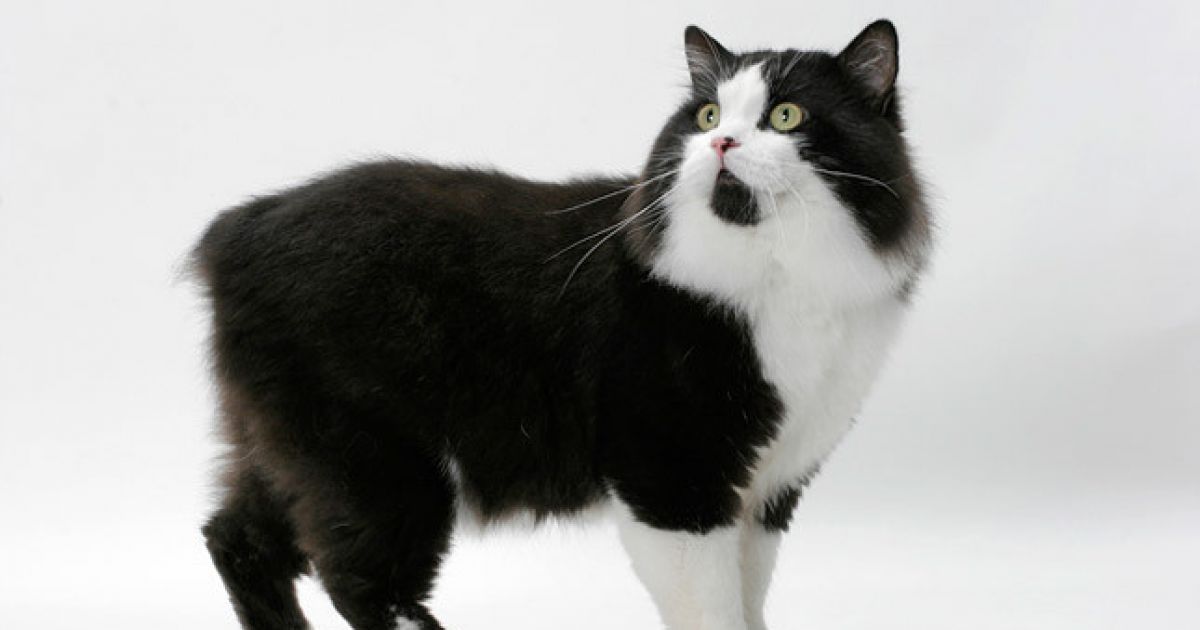 Cymric Cats, The Long Haired Manx ThatViralFeed