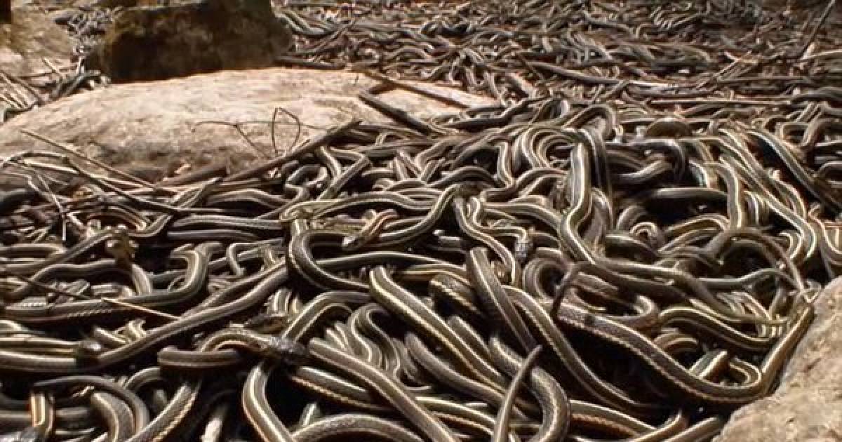 This Is What 75,000 Snakes Coming Out And Mating Looks Like