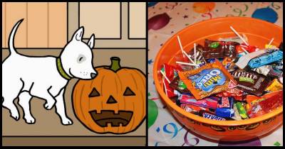 Dog Owners Beware: 9 Spooky Dangers Threatening Your Pups On Halloween