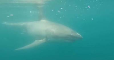 Five Of The Scariest Shark Encounters Ever Caught On GoPro Cams