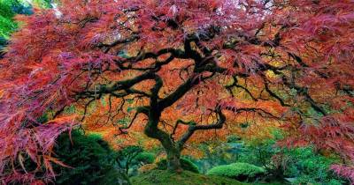 10 Of The Most Amazing Trees From Around The Globe