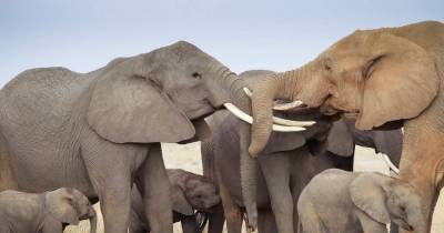 Wonders Of The World: Elephants, 10 Facts About These Amazing Animals That You May Not Know.