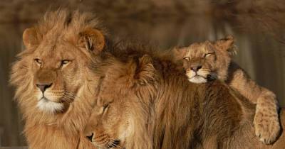 Wonders Of The World: 8 Amazing Facts About Lions