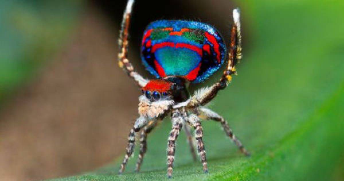 Here Are Some Of The Most Beautiful Spiders From Around The World