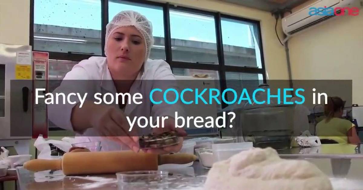 Can You Stomach This? Researchers Are Creating Bread Made With Cockroaches That 'Tastes Like Peanuts'