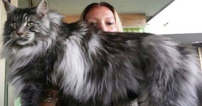 These Super-Sized Kitties Will Definitely Steal Your Heart