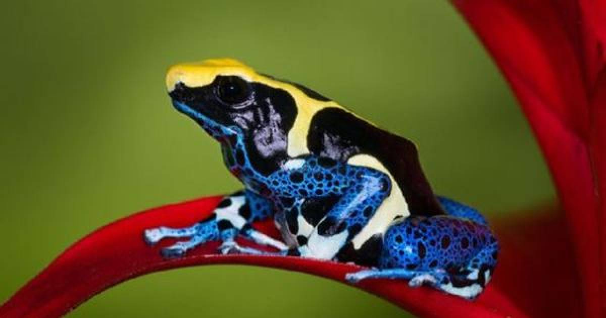These Magnificent Frogs Are Absolutely Amazing To Look At, But Are They Safe To Touch?