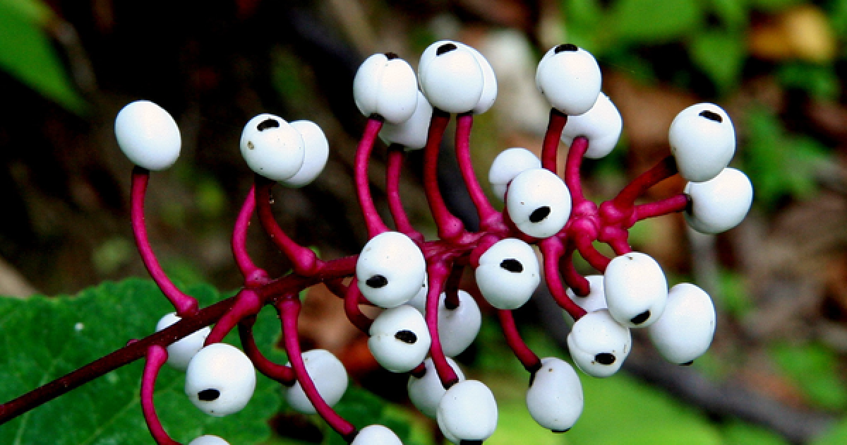 15 Weird Plants That Will Make You Want To Avoid Going Out For Forever