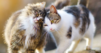 10 Crazy And Cool Facts About Cats That You Probably Don't Know