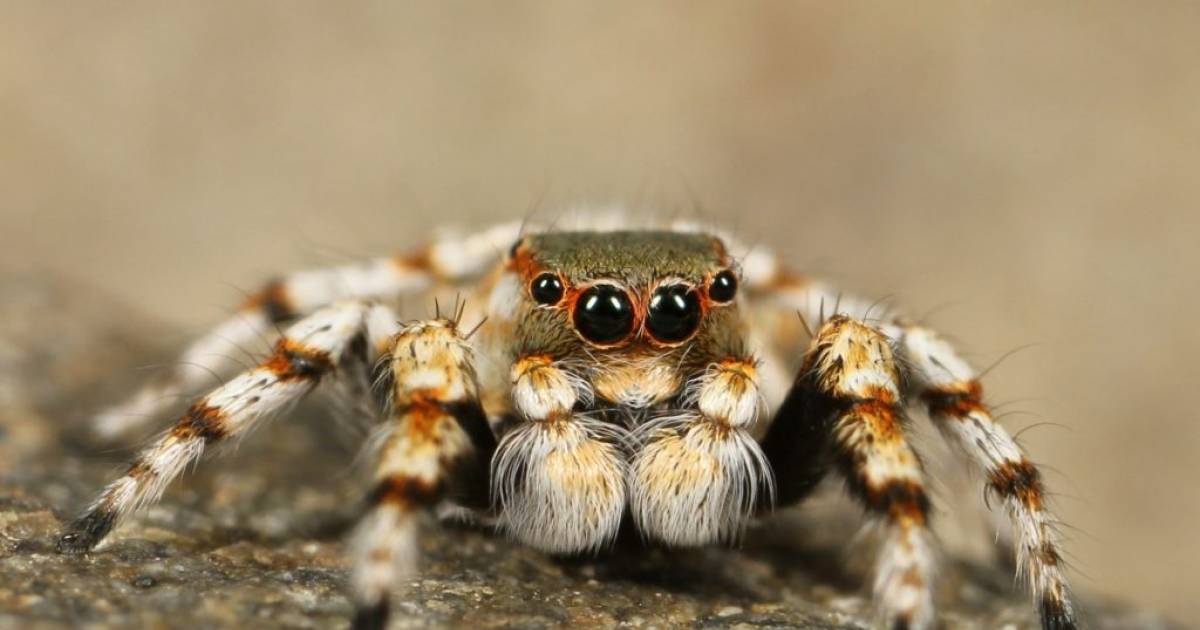 8 Mindblowing Crawly Facts About Spiders That Will Give You Goosebumps