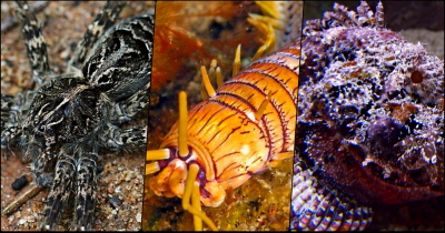 Pictures Of Creepy Crawling Animals That Are Here To Give You Nightmares