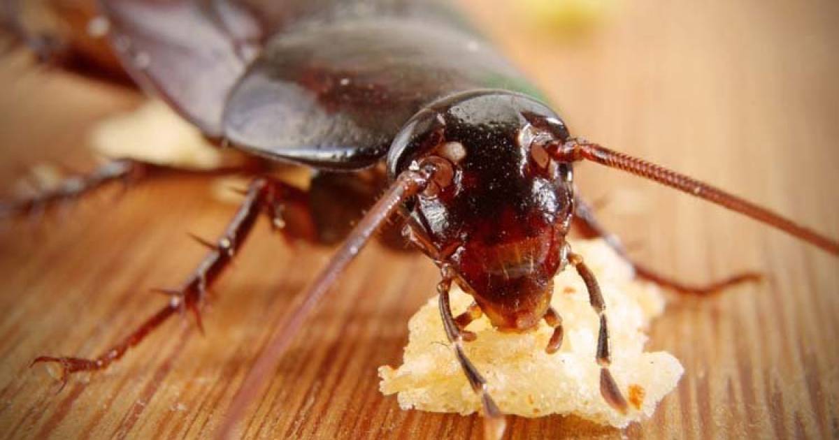 Cockroach Milk Is Likely To Be The Next Big Sensation In The Superfood Category, Claims Scientists