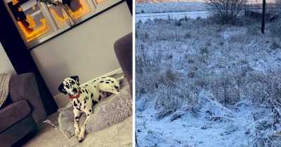 The Guy From Glasgow Dares Twitter Users To Discover Dalmatian Having A Poo In Snow