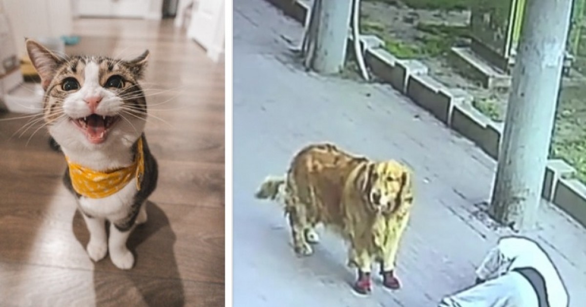 Cat Falls From Sky Onto Man’s Head Knocking Him Out Before It Is