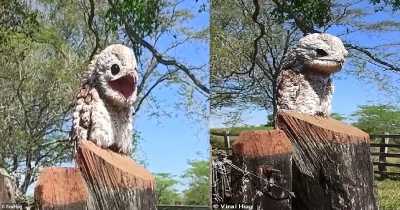 Woman Gets Scared From A Ghost Bird Perched On Fence In Columbia
