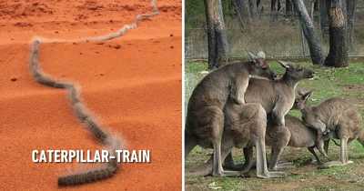 25 Nightmares That Only Happen In Australia