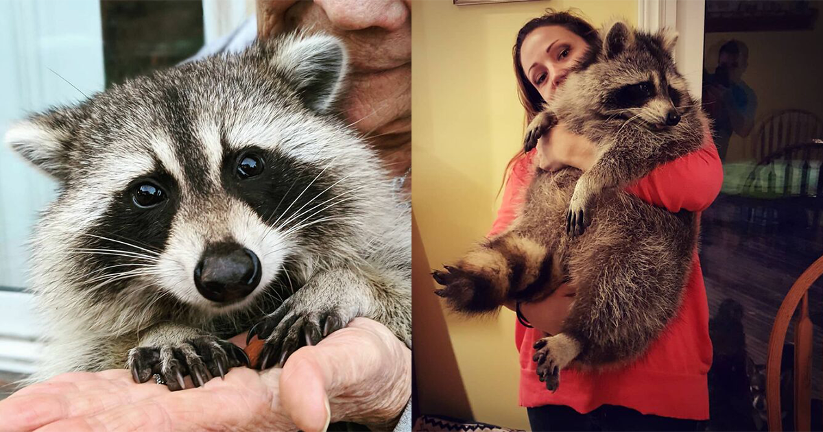 Woman Saves Raccoon's Life, Makes A Friend For Life