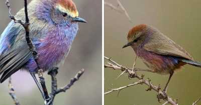 This Rainbow Bird Is Called The White-Browed Tit-Warbler And That Might Be The Silliest Name You’ve Heard