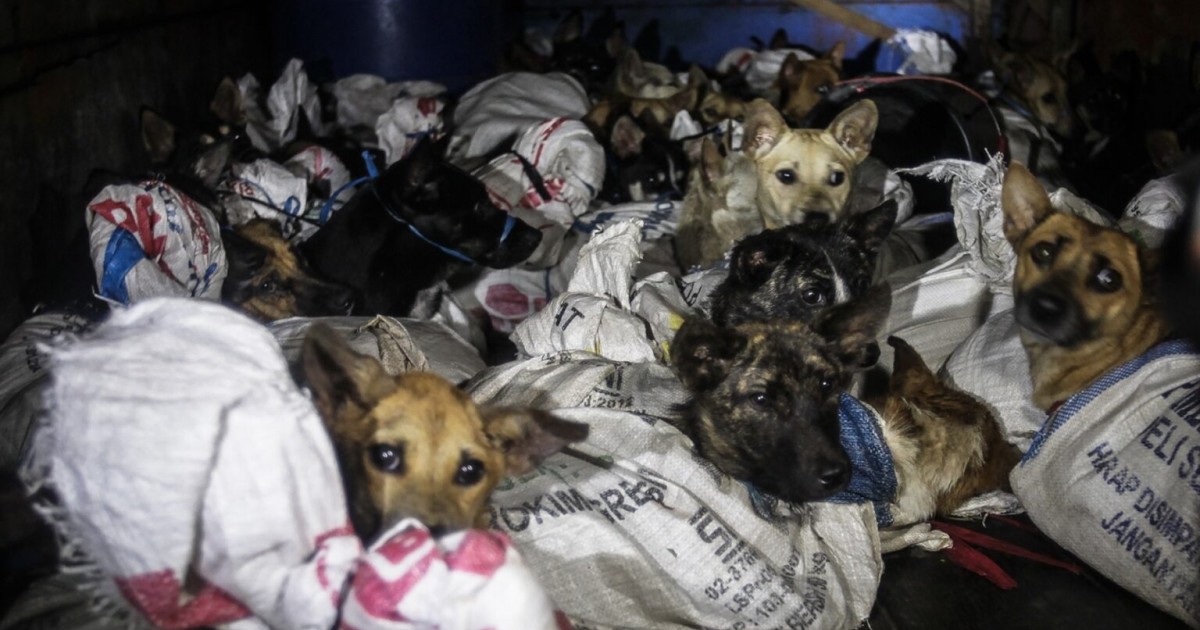 52 Dogs Saved When Rescuers Intercept Truck Headed to Illegal Slaughterhouse