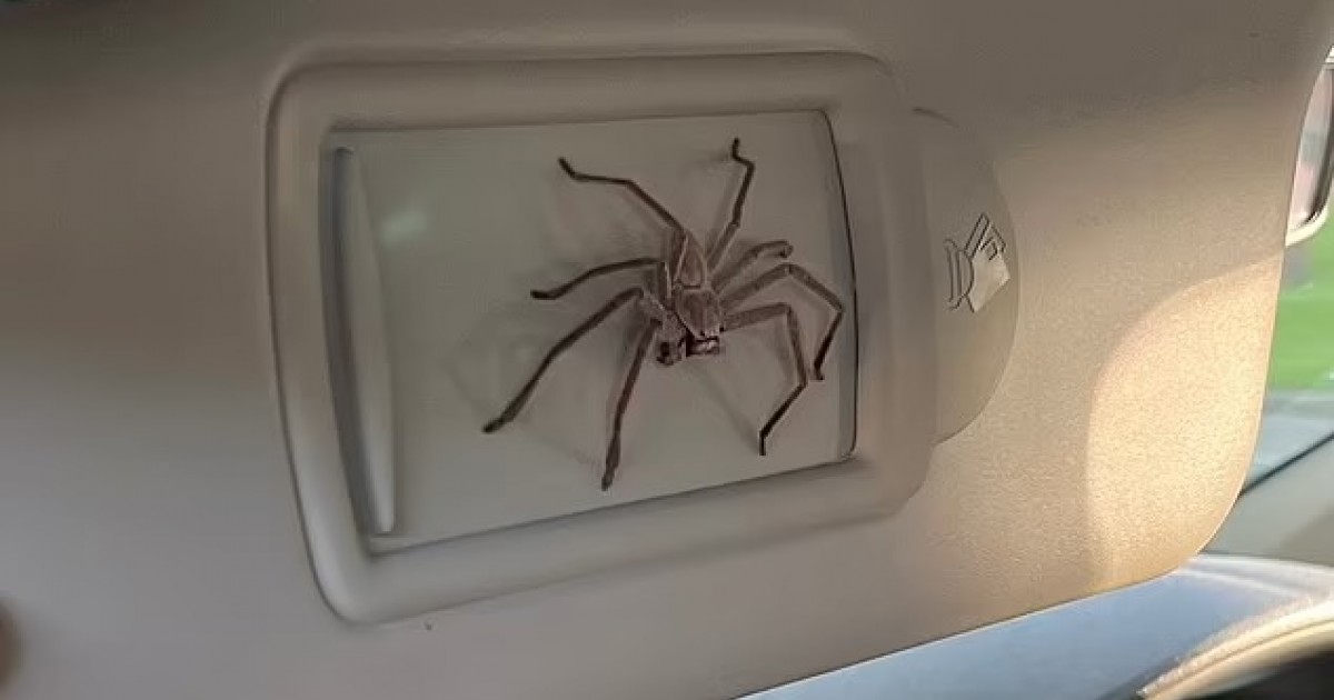 Aussie Bloke Who Found Huge Spider In His Car Has Kept Her As A Pet For Over A Year