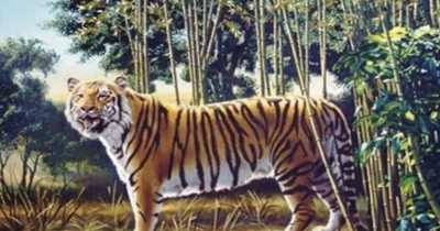 Spot The Second Tiger In This Optical Illusion And You Are Among The Top 1%